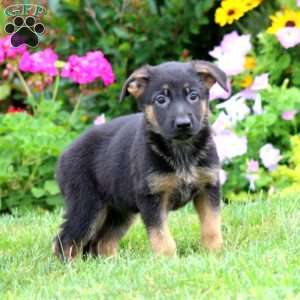 Sophie, German Shepherd Puppy