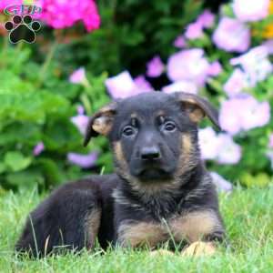 Sophie, German Shepherd Puppy
