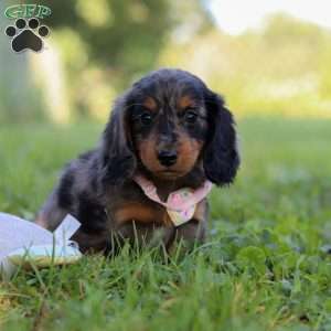 Sophie, Dachshund Puppy