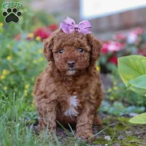 Sophie, Miniature Poodle Puppy