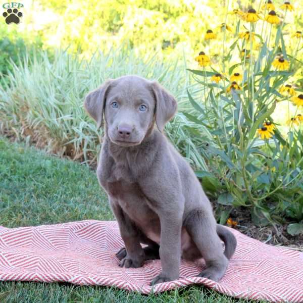 Sora, Silver Labrador Retriever Puppy