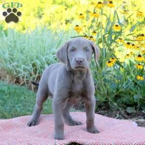 Sora, Silver Labrador Retriever Puppy