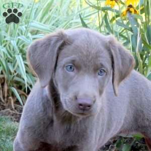Sora, Silver Labrador Retriever Puppy
