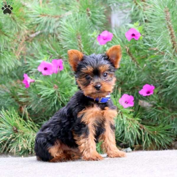 Sparkle, Yorkie Puppy