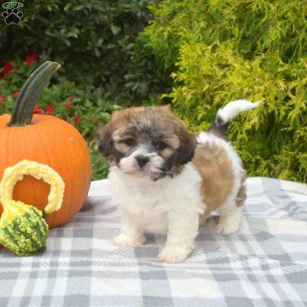 Sparkles, Teddy Bear Puppy