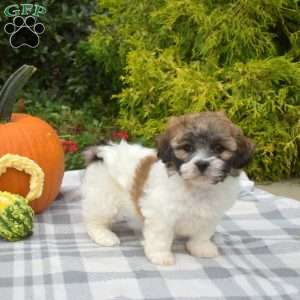 Sparkles, Teddy Bear Puppy