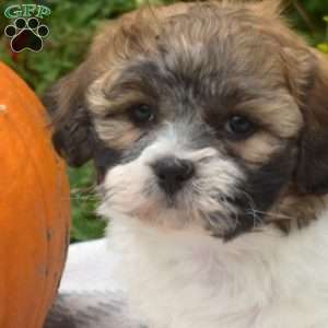 Sparkles, Teddy Bear Puppy
