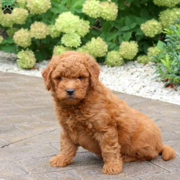 Sparky, Mini Goldendoodle Puppy