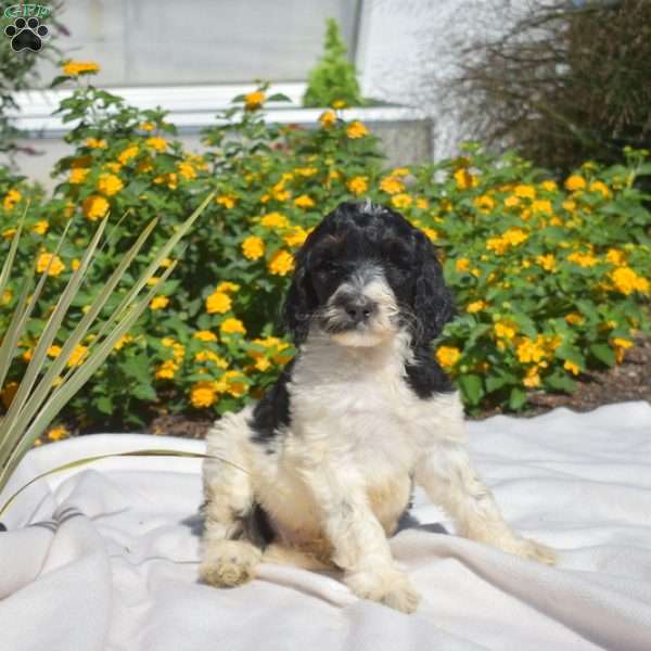 Sparky, Labradoodle Puppy