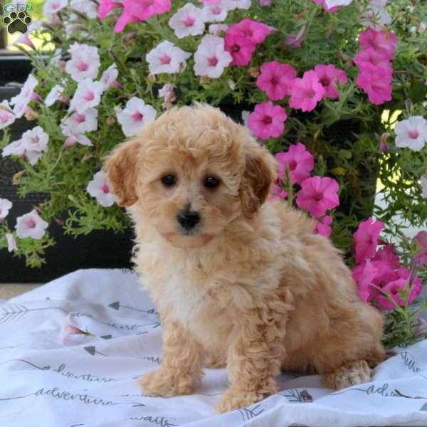 Sparky, Bich-Poo Puppy