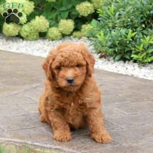 Sparky, Mini Goldendoodle Puppy