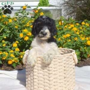 Sparky, Labradoodle Puppy