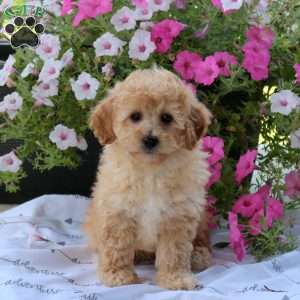 Sparky, Bich-Poo Puppy