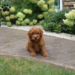 Sparky, Mini Goldendoodle Puppy