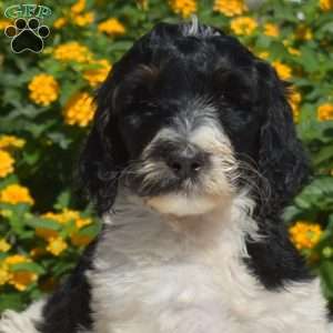 Sparky, Labradoodle Puppy