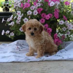 Sparky, Bich-Poo Puppy