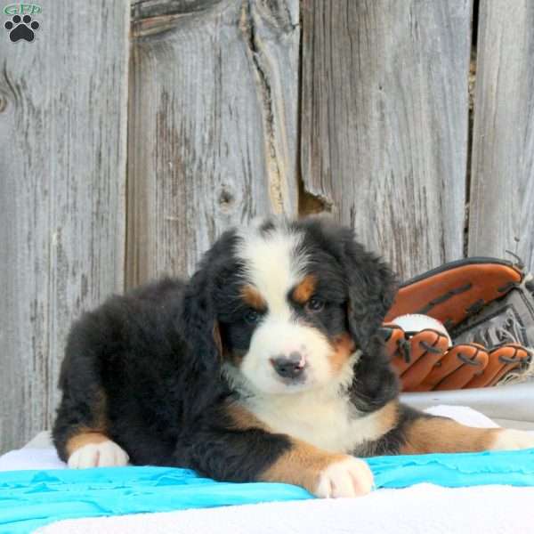 Spartan, Bernese Mountain Dog Puppy