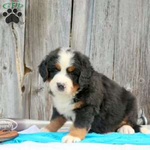 Spartan, Bernese Mountain Dog Puppy