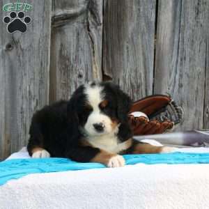 Spartan, Bernese Mountain Dog Puppy