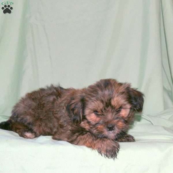 Spencer, Shorkie Puppy