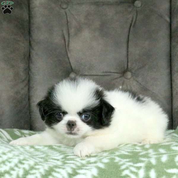 Spencer, Japanese Chin Puppy