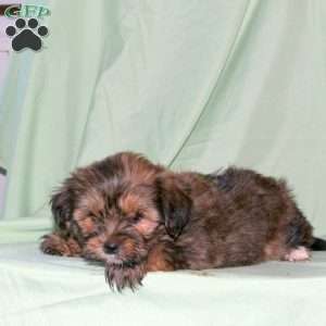 Spencer, Shorkie Puppy