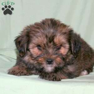 Spencer, Shorkie Puppy