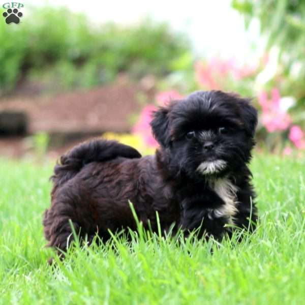 Splash, Shih-Poo Puppy