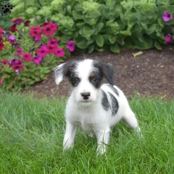 Spot, Miniature Schnauzer Mix Puppy