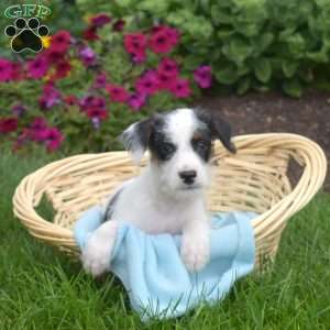 Spot, Miniature Schnauzer Mix Puppy