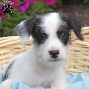Spot, Miniature Schnauzer Mix Puppy