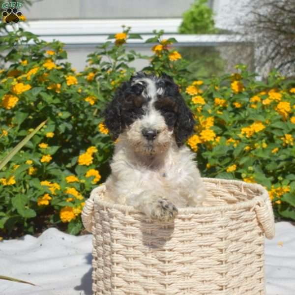 Sprinkles, Labradoodle Puppy