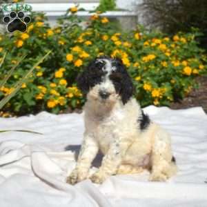 Sprinkles, Labradoodle Puppy
