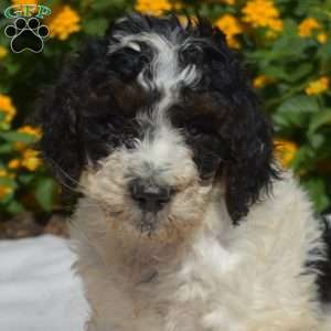 Sprinkles, Labradoodle Puppy