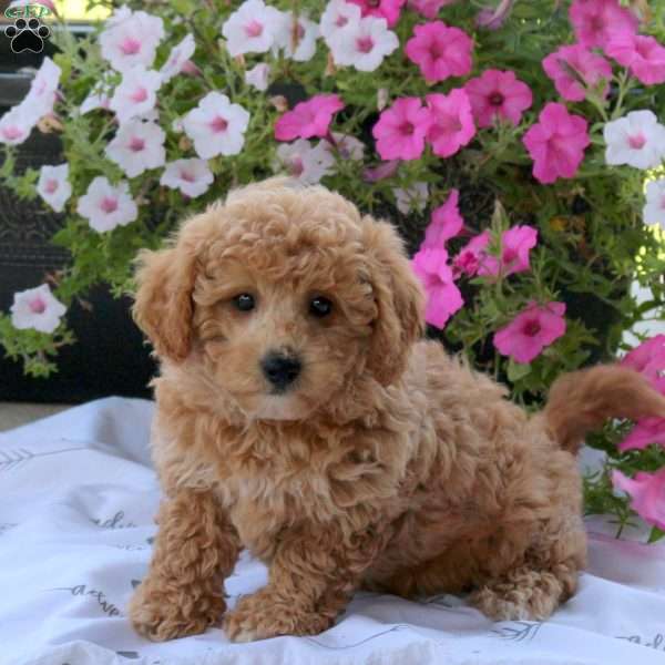 Sprout, Bich-Poo Puppy