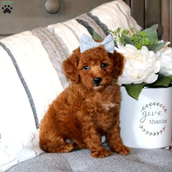 Stacy, Miniature Poodle Puppy