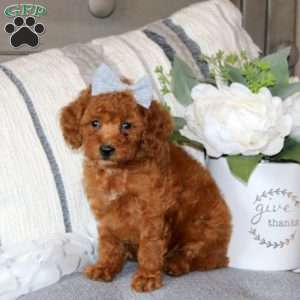 Stacy, Miniature Poodle Puppy