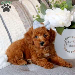 Stacy, Miniature Poodle Puppy