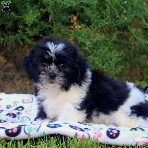 Stanley, Teddy Bear Puppy