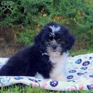 Stanley, Teddy Bear Puppy