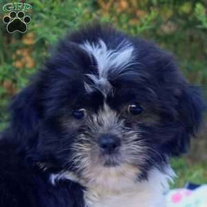Stanley, Teddy Bear Puppy