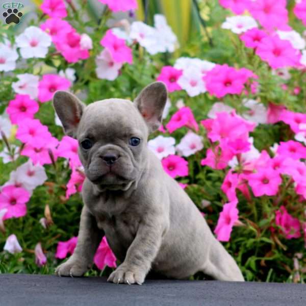 Star, French Bulldog Puppy