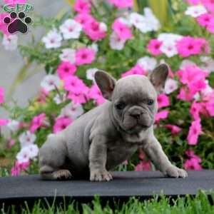 Star, French Bulldog Puppy