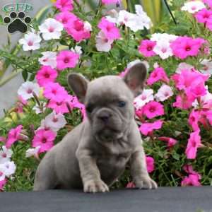 Star, French Bulldog Puppy