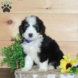 Starbucks, Bernedoodle Puppy
