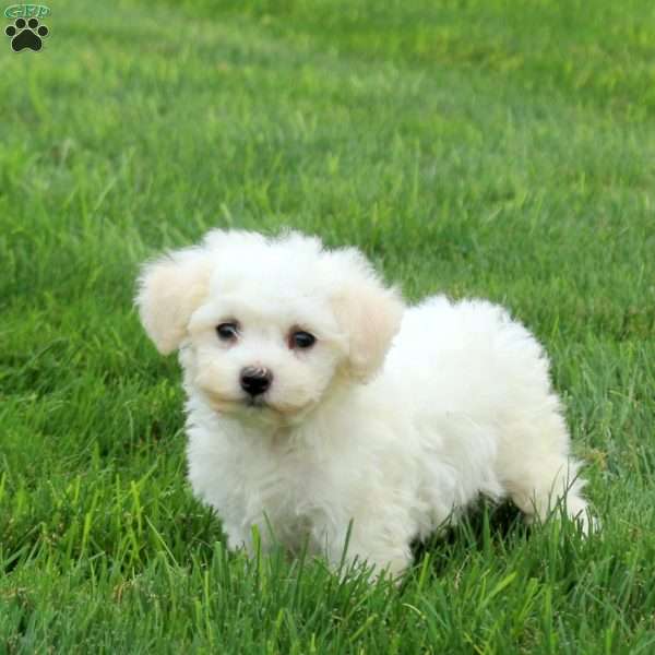 Stella, Bichon Frise Puppy