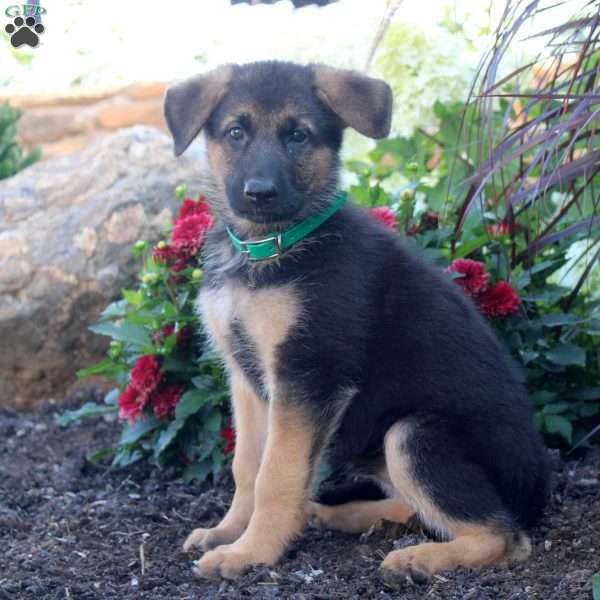 Stella, German Shepherd Puppy