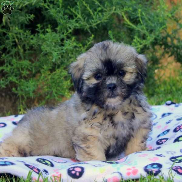 Stella, Teddy Bear Puppy