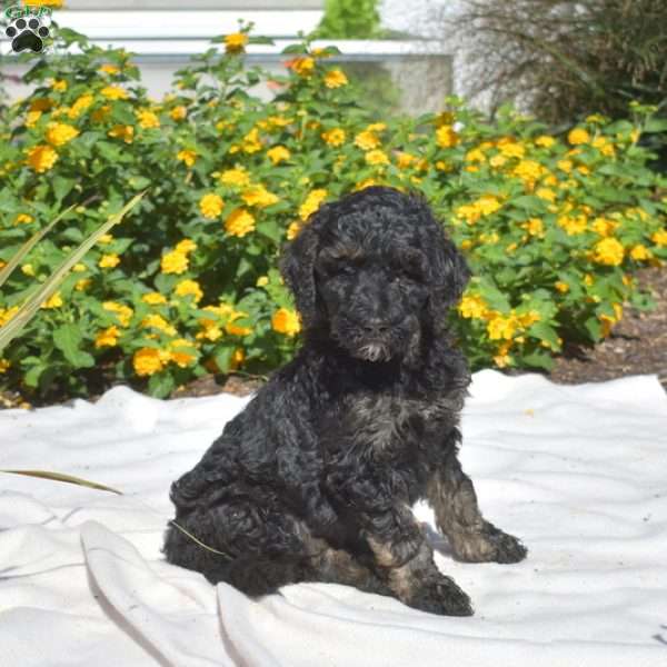 Stella, Labradoodle Puppy