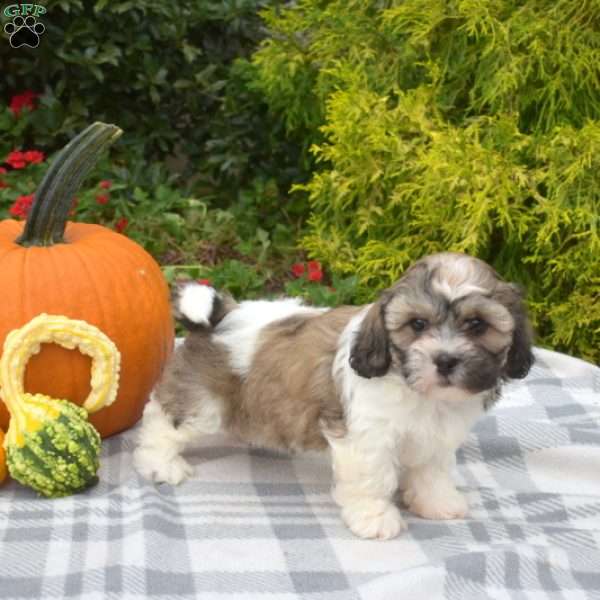 Stella, Teddy Bear Puppy